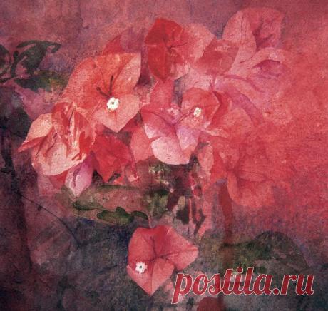 Bougainvillea.pedrocano.jpg (633×600)
Педро Кано