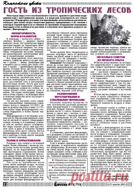 Филодендрон