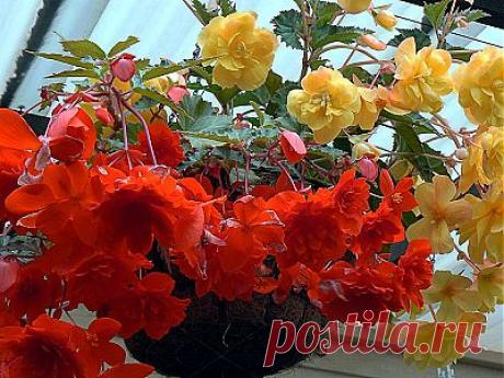 Ампельные растения для беседки, веранды, перголы(виды)