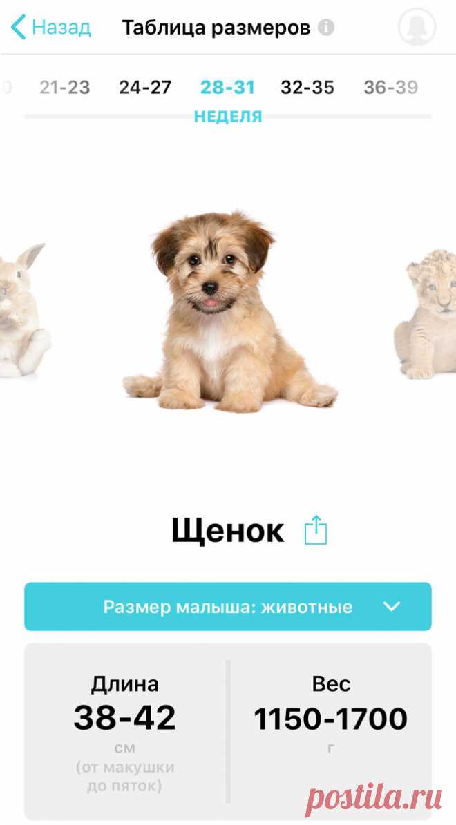 8 фактов про беременность. Часть 2 | Жизнь Вупсеня и Пупсеня | Яндекс Дзен
