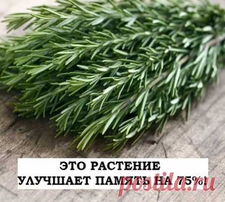 ЭТО РАСТЕНИЕ УЛУЧШАЕТ ПАМЯТЬ НА 75%!
И даже лечит болезнь Альцгеймера!

Розмарин широко известен как ароматная специя. Его добавляют в мясные блюда, выпечку, а так же используют в аромалампах. Столетия назад Шекспир написал: «Розмарин – для хорошей памяти: чтоб молиться, любить и помнить».

Уже тогда люди знали о целебных свойствах этого растения. Современные ученые подтверждают, что розмарин обладает уникальными целебными свойствами в борьбе со старческим слабоумием и бол...