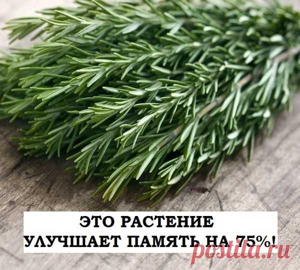 ЭТО РАСТЕНИЕ УЛУЧШАЕТ ПАМЯТЬ НА 75%!
И даже лечит болезнь Альцгеймера!

Розмарин широко известен как ароматная специя. Его добавляют в мясные блюда, выпечку, а так же используют в аромалампах. Столетия назад Шекспир написал: «Розмарин – для хорошей памяти: чтоб молиться, любить и помнить».

Уже тогда люди знали о целебных свойствах этого растения. Современные ученые подтверждают, что розмарин обладает уникальными целебными свойствами в борьбе со старческим слабоумием и бол...