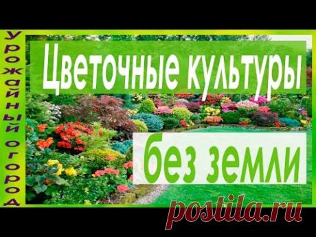 РАССАДА ИПОМЕИ,НАСТУРЦИИ,ДУШИСТОГО ГОРОШКА И КЛЕЩЕВИНЫ БЕЗ ЗЕМЛИ!