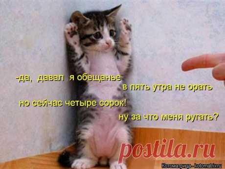 kotomatritsa_6.jpg (Изображение JPEG, 750 × 562 пикселов)