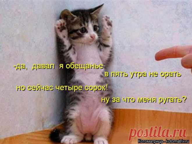 kotomatritsa_6.jpg (Изображение JPEG, 750 × 562 пикселов)