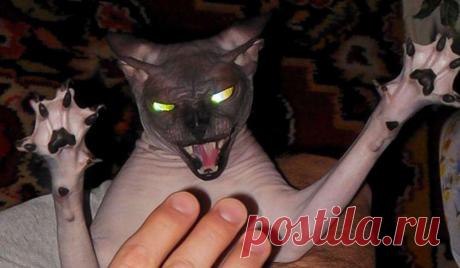 25 самых смешных фото котов, похожих на коварных злодеев - Летидор