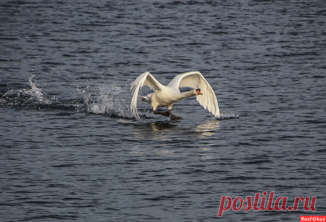 Фото: Разбег. Alexander Andronik. Фото животных - Фотосайт Расфокус.ру