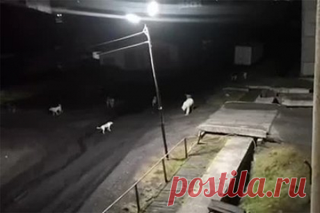 Прогулку белого медведя с собачьей свитой по поселку в России сняли на видео. Еще один белый медведь появился в Диксоне Красноярского края и попал на видео. Кадры с краснокнижным животным публикует депутат заксобрания региона Сергей Сизоненко. На выложенных депутатом кадрах видно, как белый медведь расслабленно прогуливается по улицам поселка в сопровождении «свиты».