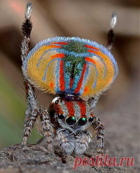 Паучок-павлин