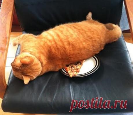 Животные с чувством собственного достоинства.