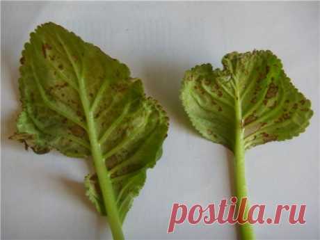 В помощь цветоводам: болезни глоксиний с фото