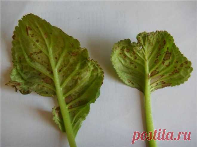 В помощь цветоводам: болезни глоксиний с фото