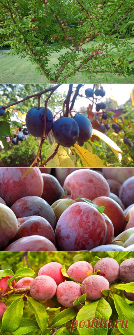 Вредители сливы: большое их количество может погубить сливу