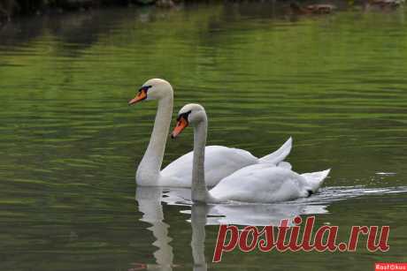 Фото: Лебеди. Фотограф Константин Анисимов. Фото животных - Фотосайт Расфокус.ру