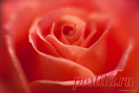 Письмо «сообщение Schamada : Макро - фотографии от DAVID BOSTOCK (21:46 03-06-2014) [3907317/326672349]» — Schamada — Яндекс.Почта