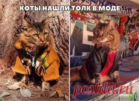 20 фотографий, доказывающих, что кошки медленно превращаются в людей
