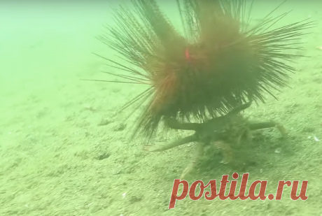 Дайвер снял на видео, как краб катает по морскому дну нарядного морского ежа, среди игл которого притаились крошечные рыбки кардиналы.