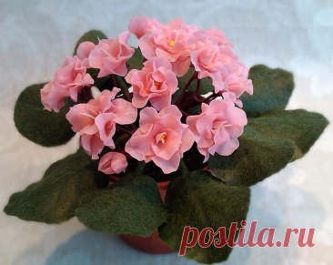 4 лучшие подкормки фиалок для цветения шапкой