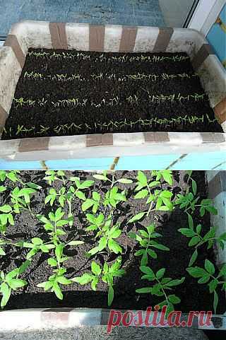 Прореживание рассады. Практический опыт.

Мне приходится делать прореживание, потому что при выращивании рассады помидоров и перцев я всегда применяю несколько загущенный посев. Делается это для того, чтобы всходы в условиях жесткой конкуренции были более крепкими, а также чтобы, когда рассада подрастет, была возможность выбрать и оставить самые сильные и здоровые растения. Расход семян в этом случае получается повышенный, но поскольку в основном семена и помидоров, и перцев я использую свои,