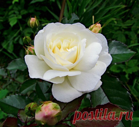 grandmere — «0_96c67_38a5d806_-3-XL.jpg» на Яндекс.Фотках