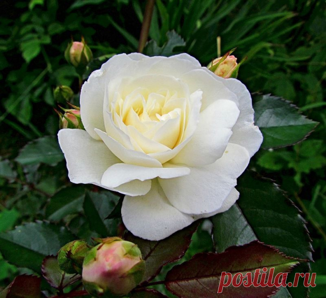 grandmere — «0_96c67_38a5d806_-3-XL.jpg» на Яндекс.Фотках