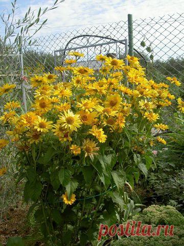 Дачные хитрости
Ирина Пузикова