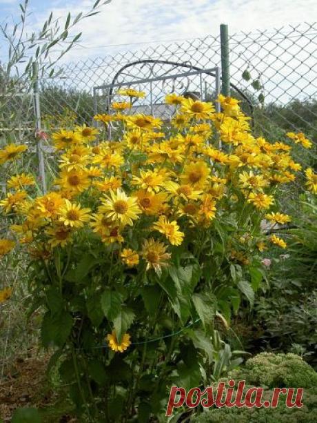 Дачные хитрости
Ирина Пузикова