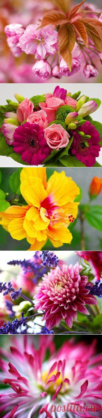 Обои для рабочего стола с цветами: