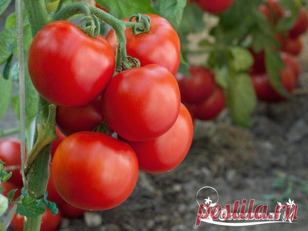 Томаты. Как помешать своему урожаю...
Ошибка №1 - ЗАГУЩЕНИЕ ПОСАДОК