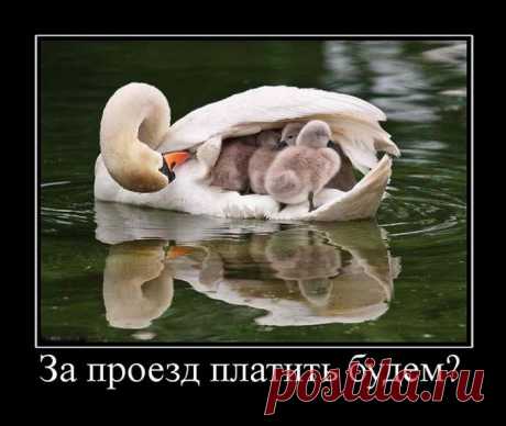 Демотиваторы | Смех без границ