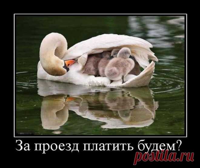 Демотиваторы | Смех без границ