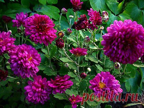 Тараторка — «хризантемки» на Яндекс.Фотках