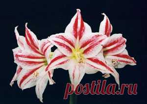 Цветок гиппеаструм. Уход за гиппеаструмом, сорта, луковицы. Фото гиппеаструм, как купить? Выращивание гипеаструма дома: фото, семена, размножение, болезни.