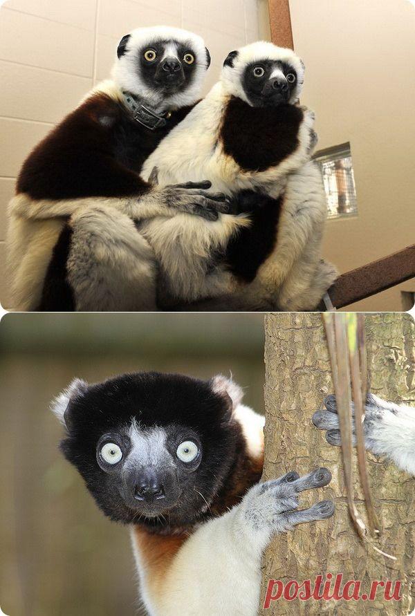 (+1) тема - Забавные сифаки | НАУКА И ЖИЗНЬ