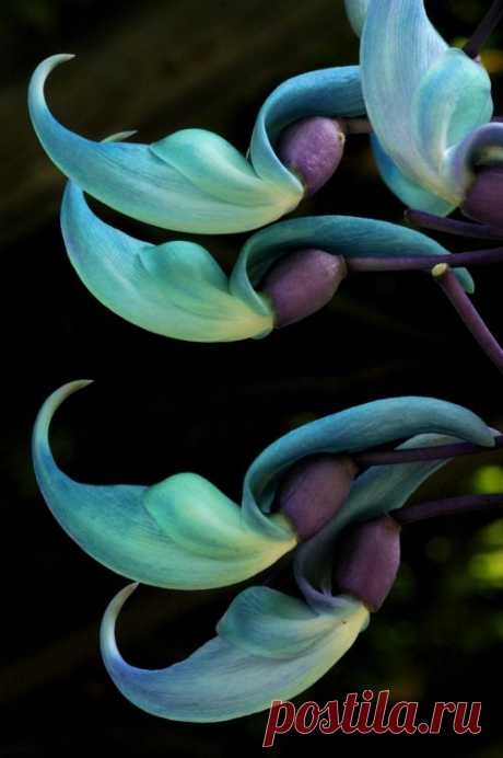Pinterest