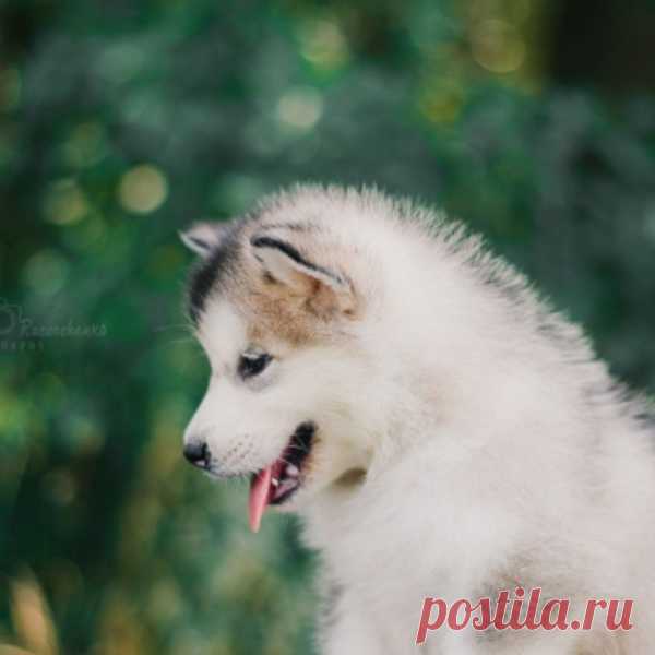 Щенки Маламута. Элитный Питомник С Родословной купить в Минске на сайте объявлений