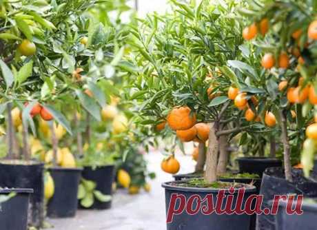 Правила выращивания мандаринового дерева из косточки: пошаговая инструкция