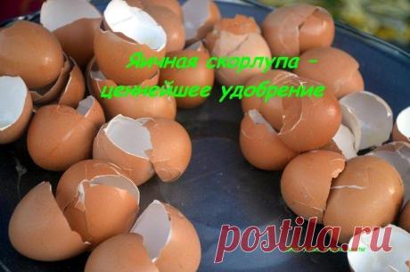 Яичная скорлупа – ценнейшее удобрение | Дачный сад и огород