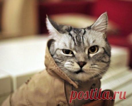 По поведению моего кота можно сказать, что это я у него живу и, судя по его угрюмому взгляду, мне уже пора съезжать.