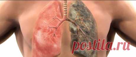 Топ – 5 продуктов, которые выводят никотин из организма | Эко-жизнь | Яндекс Дзен