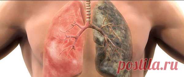 Топ – 5 продуктов, которые выводят никотин из организма | Эко-жизнь | Яндекс Дзен