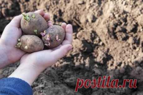 Лук пошел в стрелку: что делать