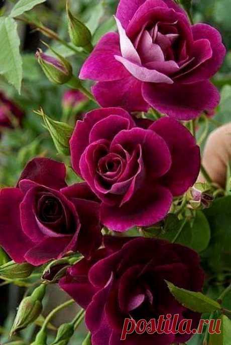 0ddadcb71865b43db02b0833adfc992c.jpg (428×640)