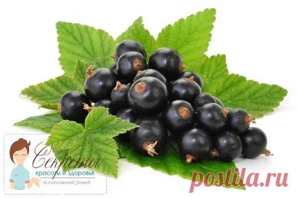 Смородина,иван-чай и черноплодка "развязывают" узлы..