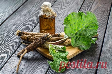 Что лечит корень лопуха? Корень лопуха содержит массу полезных питательных веществ – в нем есть практически все микроэлементы, а также витамины А, В, С и К. Это дикое растение чистит лимфатическую систему и кровь, увеличивая количество белых кровяных клеток, которые уничтожают раковые клетки.