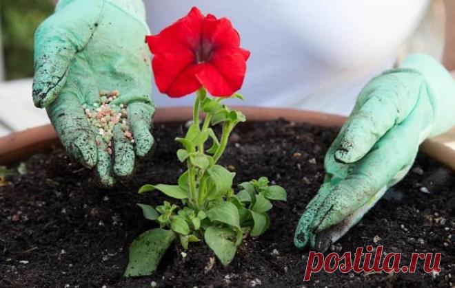 Грамотная подкормка петунии: составы, способы применения, рекомендации Пышные цветы петунии используются в ландшафтном дизайне для сооружения альпийской горки и оформления клумбы в саду. Нередко петунией украшают французские балконы. Чтобы растение радовало яркими краска...