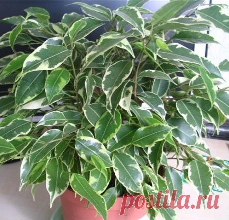 10 самых популярных комнатных растений