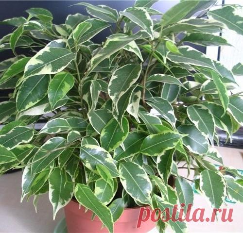 10 самых популярных комнатных растений