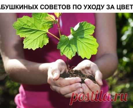 6 БАБУШКИНЫХ СОВЕТОВ ПО УХОДУ ЗА ЦВЕТАМИ