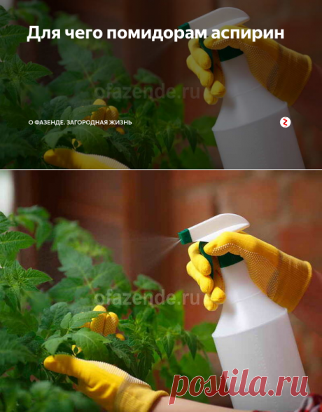 Для чего помидорам аспирин | О Фазенде. Загородная жизнь | Яндекс Дзен